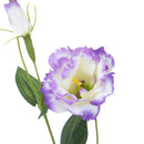 Set 12 Rami Artificiali Lisianthus 2 Fiori H 60 cm-2