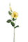 Set 12 Rami Artificiali Lisianthus 2 Fiori H 60 cm