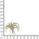 Set 2 Foglie Artificiali Tillandsia con 32 Foglie H 27 cm-3