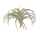 Set 2 Foglie Artificiali Tillandsia con 32 Foglie H 27 cm-1