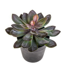 Pianta Artificiale Succulent con Vaso H 20 cm-1