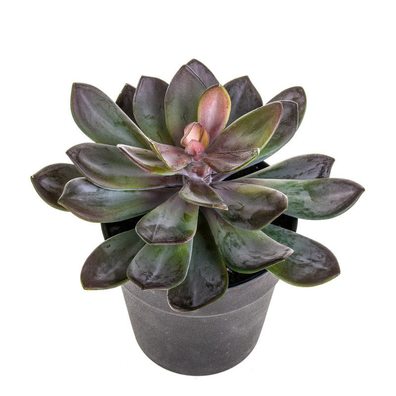 Pianta Artificiale Succulent con Vaso H 20 cm-1