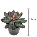 Pianta Artificiale Succulent con Vaso H 20 cm-2