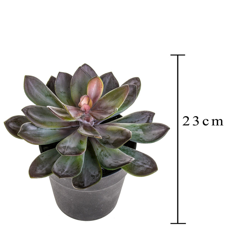 Pianta Artificiale Succulent con Vaso H 20 cm-2