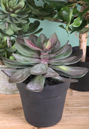 Pianta Artificiale Succulent con Vaso H 20 cm-4