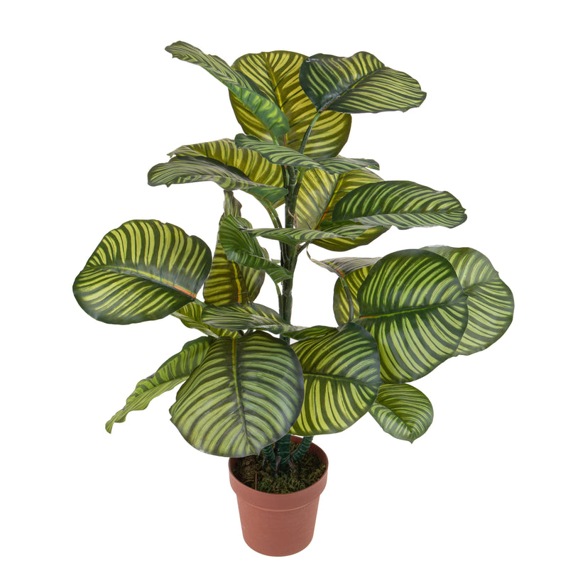 Pianta Artificiale Calathea in Vaso con 22 Foglie H 85 cm-1