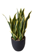 Pianta Artificiale Sanseveria con Vaso 48 cm -1