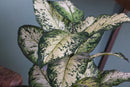 Pianta Artificiale Aglaonema in Vaso con 22 Foglie H 100 cm-3