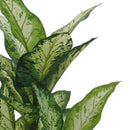 Pianta Artificiale Aglaonema in Vaso con 22 Foglie H 100 cm-4