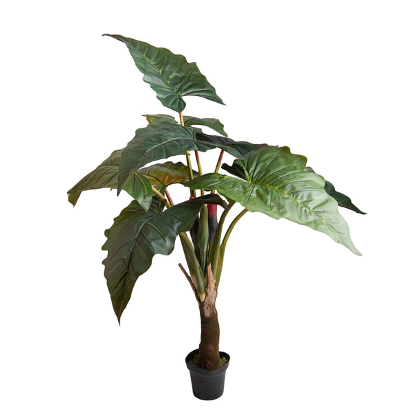 online Colocasia Esculenta H 165 cm