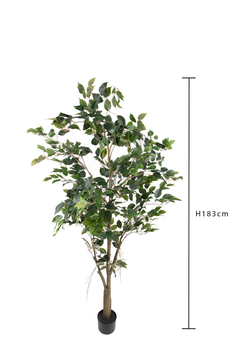 Pianta Artificiale Ficus con Vaso H 183 cm-4