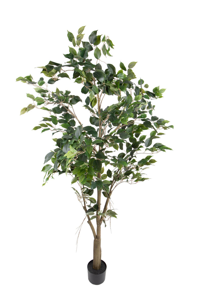 Pianta Artificiale Ficus con Vaso H 183 cm-1