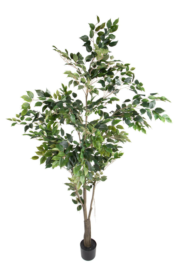 Pianta Artificiale Ficus con Vaso H 213 cm online