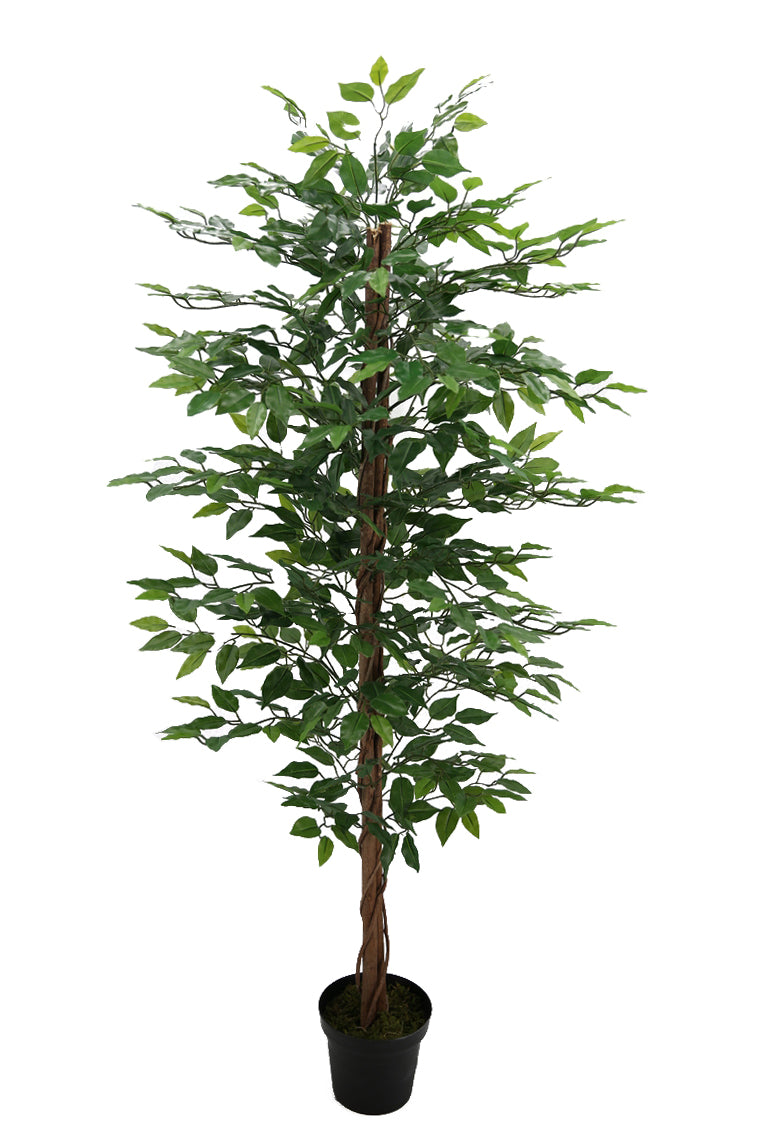 Pianta Artificiale Ficus Tree con Vaso 170 cm -1