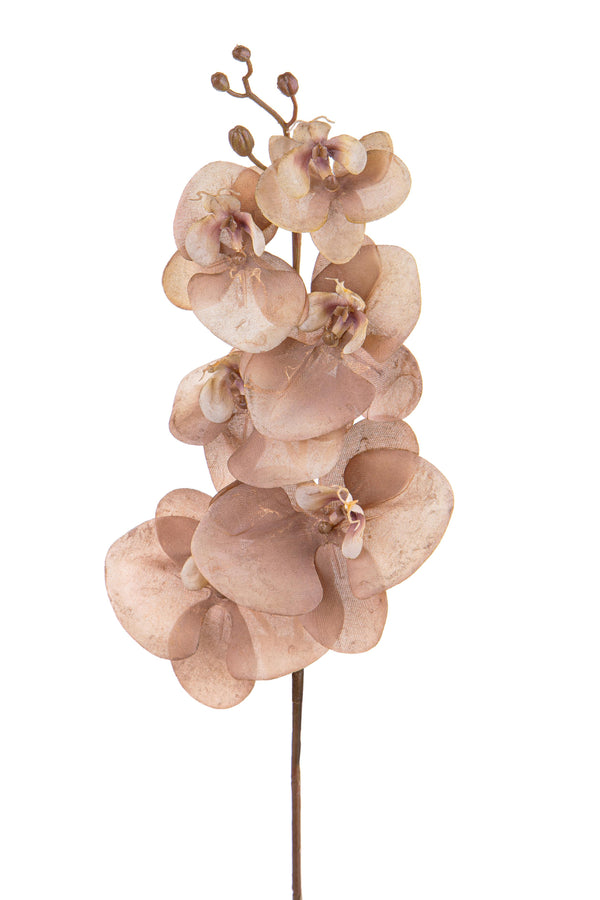 Set 6 Phalenopsis Blumen Br/Gold H81 cm Beige prezzo